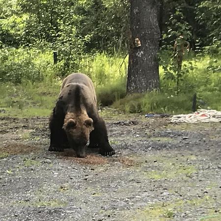 Resurrection River Rentals Seward Luaran gambar