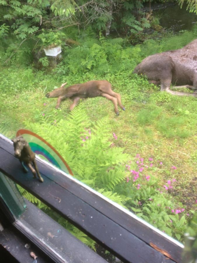 Resurrection River Rentals Seward Luaran gambar